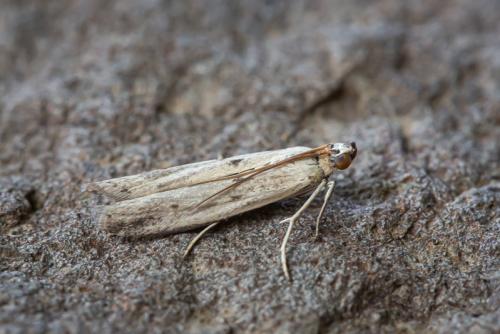 Réf. 296 130 : Phycitinae inconnu